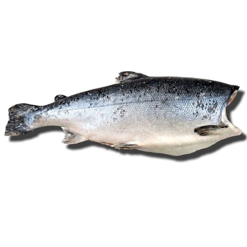 Чавыча M, 3-5 кг, свежемороженая ПБГ Камчатка