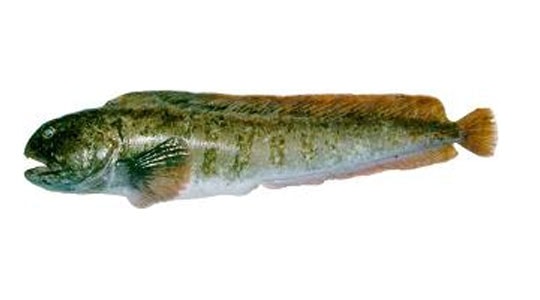 Зубатка пестрая