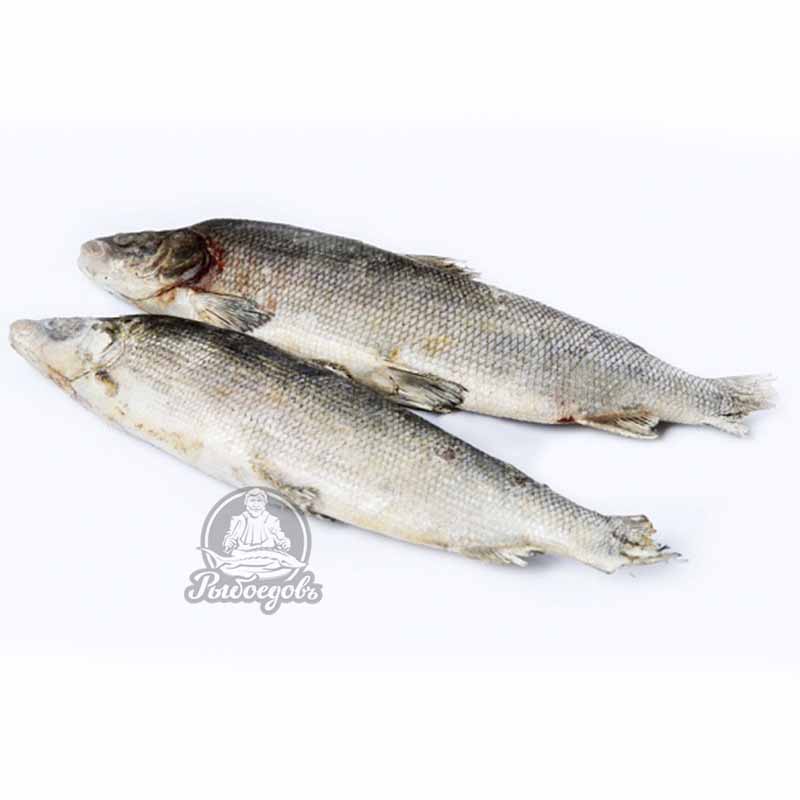 Чир свежемороженый неразделанный 1.5-2кг