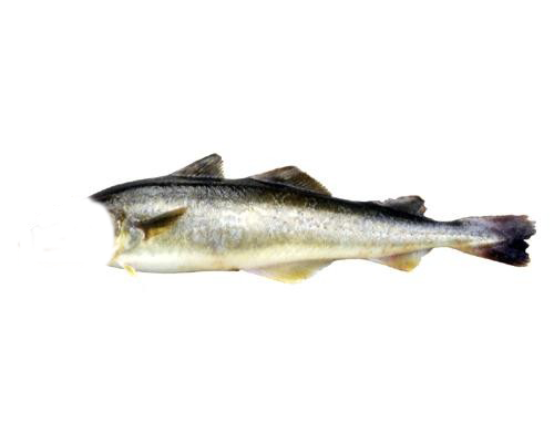 Навага свежемороженая без головы 2025г