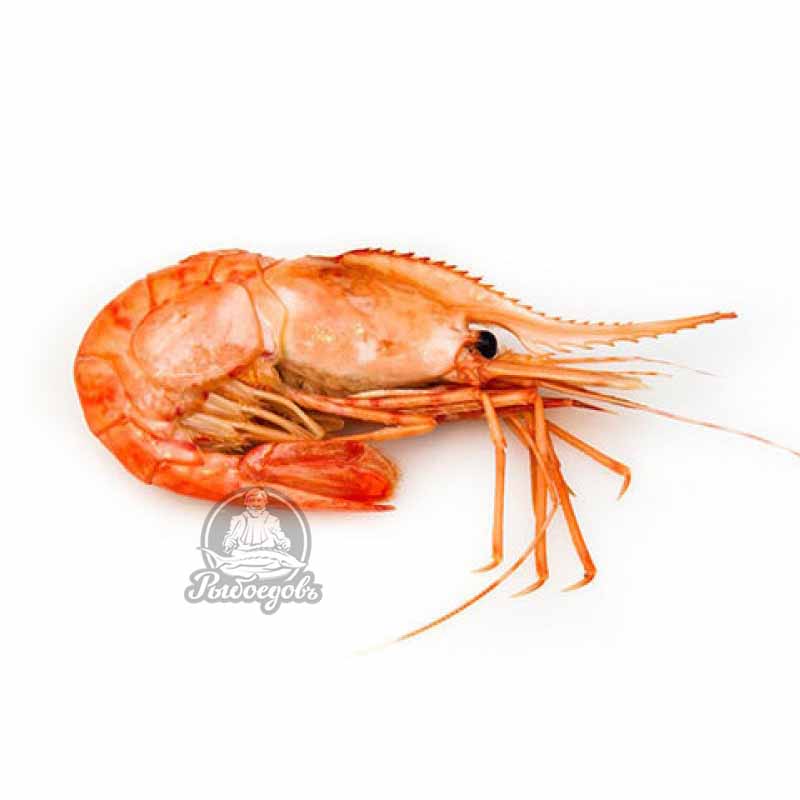 Ботан гребенчатый мелкий 90-120 шт/кг