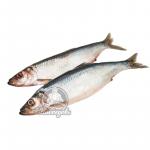 Иваси с/с "Арбатская" (1/15)