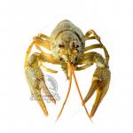 Раки живые 110+ Самые крупные (доставляем от 3кг)