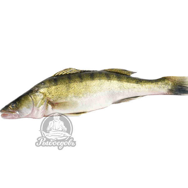 Судак свежемороженый 0.5-1кг