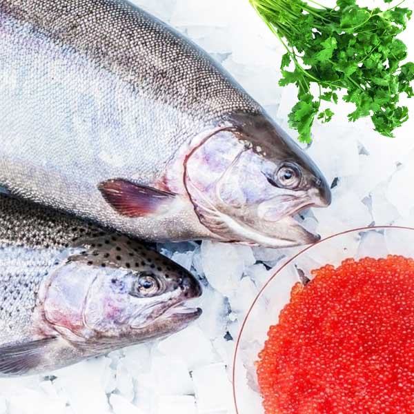 Форель непотрошеная, морская, охлажденная 3-4кг с икрой (Поступление среда, суббота)