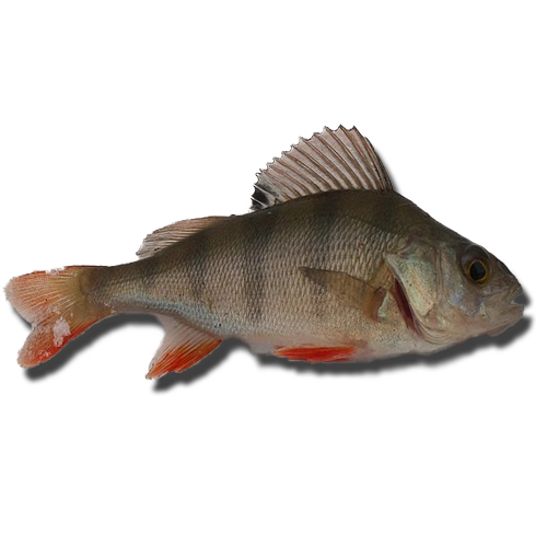 Окунь речной свежемороженый 200-400 гр