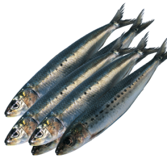 Сельдь свежемороженая 300+