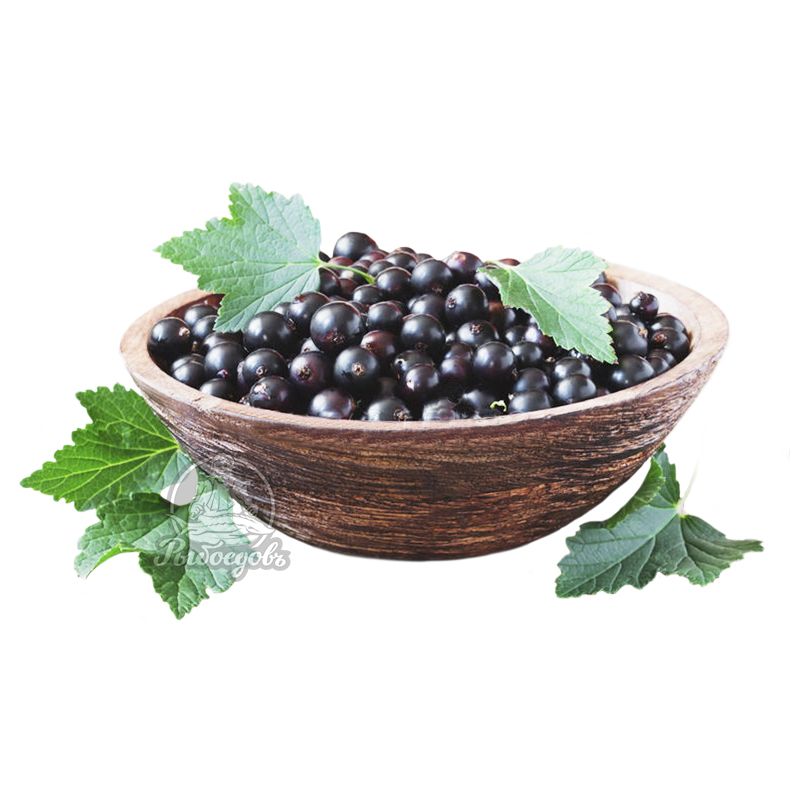 Смородина черная свежая 1кг  (Поступление каждое утро)