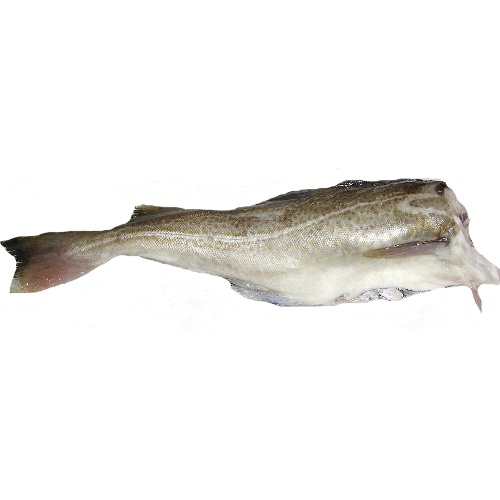 Минтай свежемороженый, БГ, тушка 30см+ 10кг