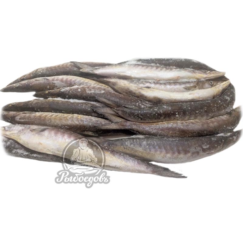 Барракуда 500-100 (1/10)