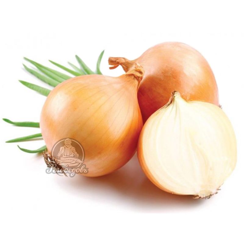 Лук свежий Узбекистан