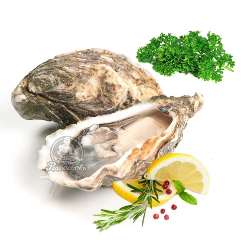 Устрица Хасанская, живая