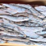 Корюшка Икряная 21+ (1/20*10) Россия