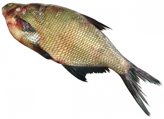 Лещ свежемороженный