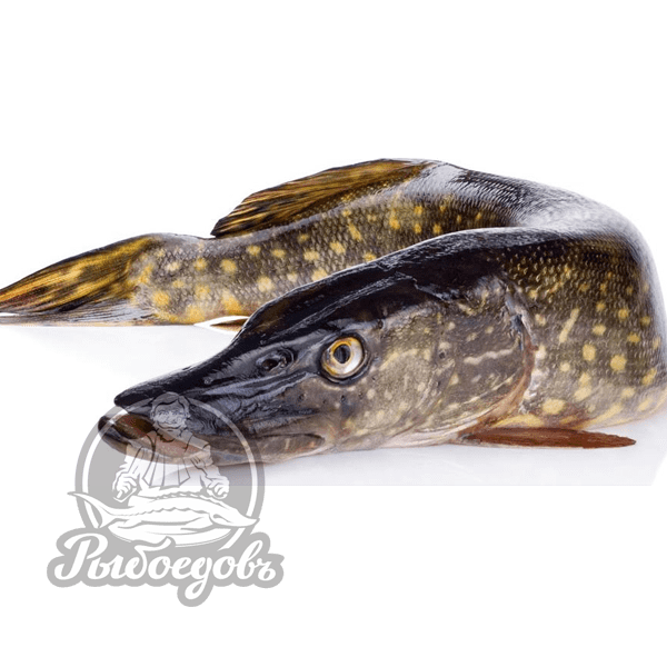 Щука с/м вес 2кг+