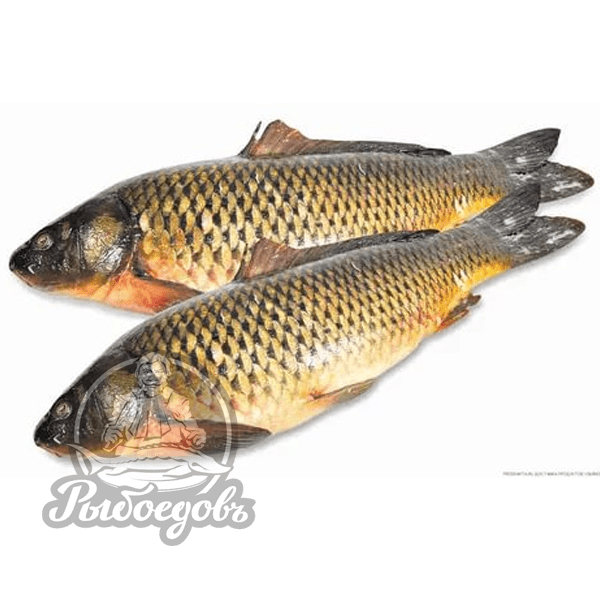 Сазан охлажденный вес 3кг+