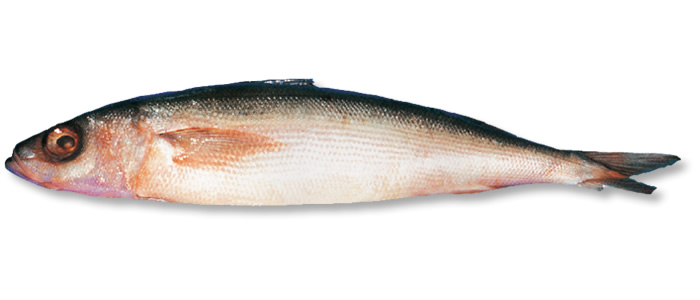 Красноглазка свежемороженая НР