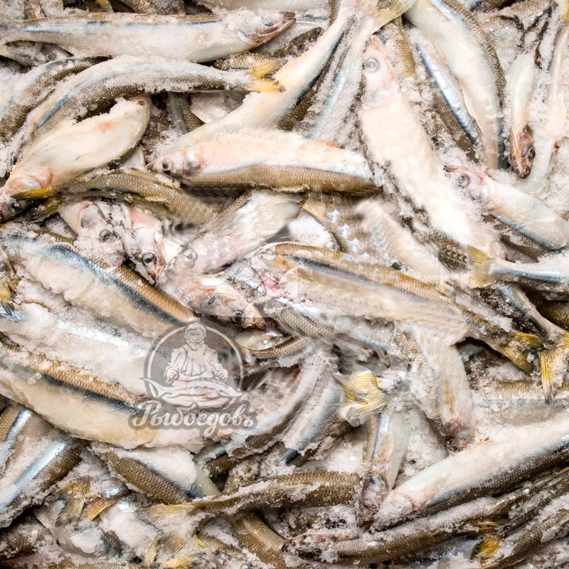 Корюшка  н/р Аргентина 23см+ 20кг