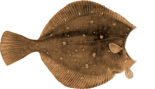 Камбала пятнистая 1000+ гр IQF