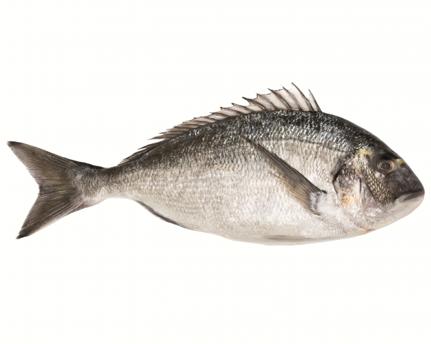 Лещ морской. Россия