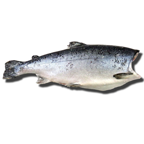 Чавыча M, 2-3 кг, свежемороженая ПБГ Камчатка