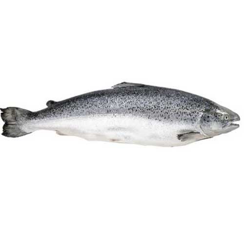 Сёмга охлажденная 7-8кг (поступление вторник, среда, пятница)