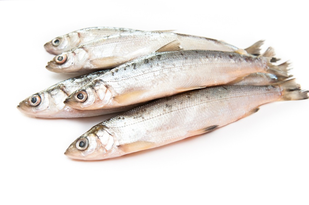 Ряпушка якутская