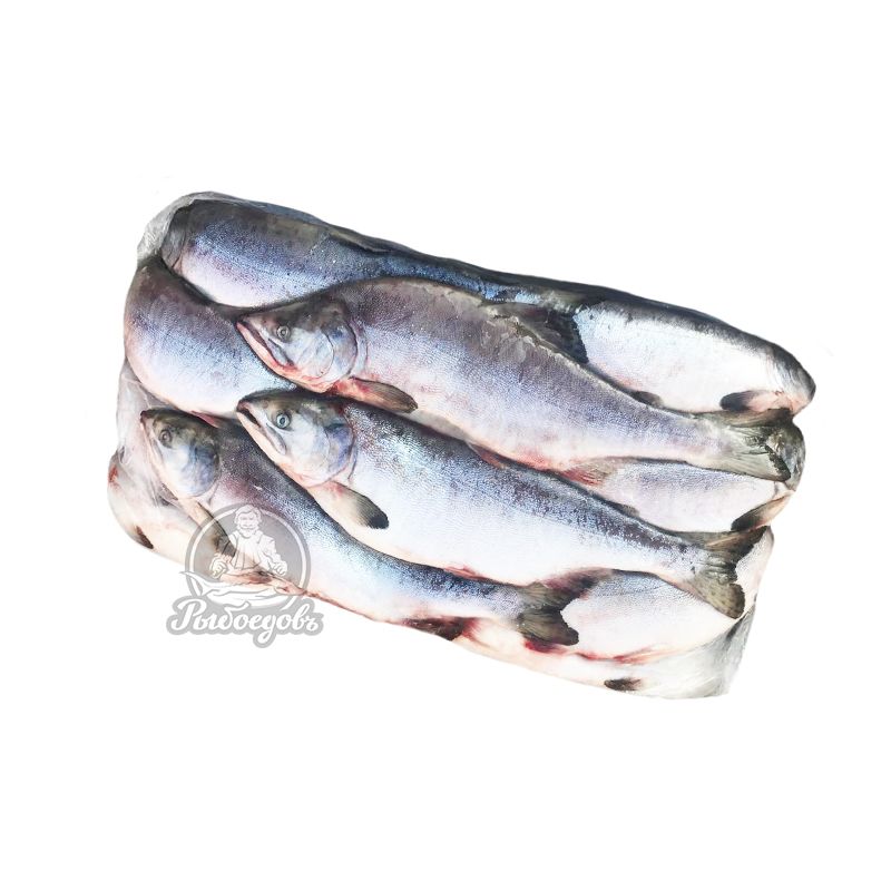 Горбуша с головой мешок 20кг (0,9-1,2кг) 2025г.