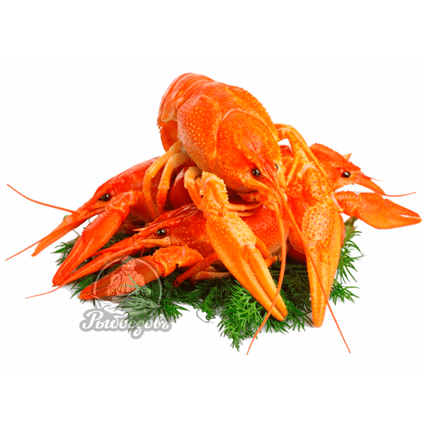 Раки волжские (доставляем от 3кг)