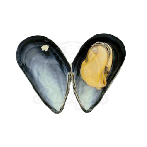 Мидии в голубых раковинах