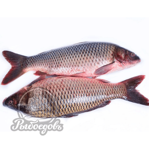 Карп охлажденный вес 1,5кг+