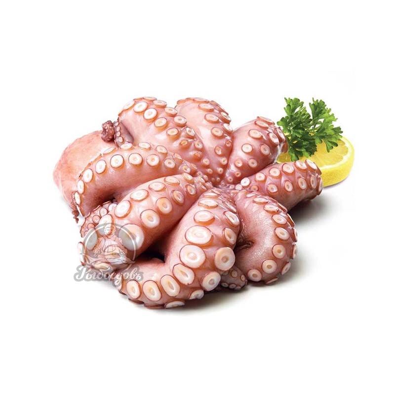 Осьминог целый Индонезия 4-6кг