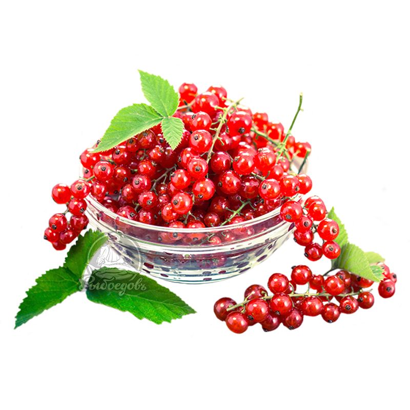 Смородина красная свежая 1кг (Поступление каждое утро)