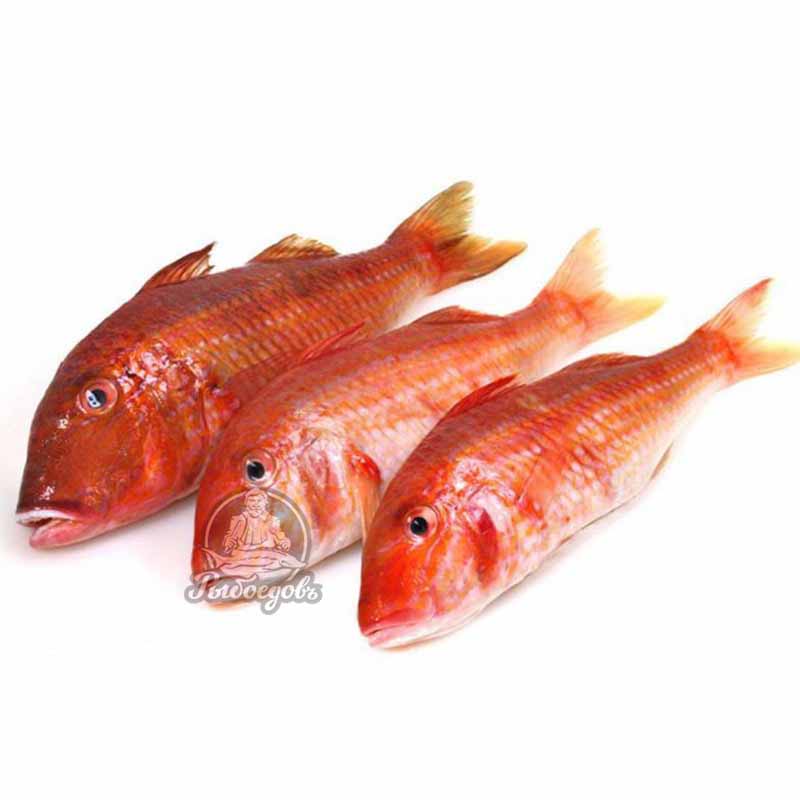 Барабулька охлажденная, гигантская, средиземноморская  250-300грамм