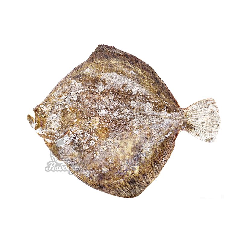 Калкан черноморский замороженный 3кг+