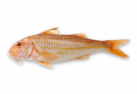 Барабулька черноморская 10см+, свежемороженая (Деликатес)