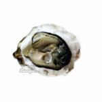 Устрица Сен мартен, живая