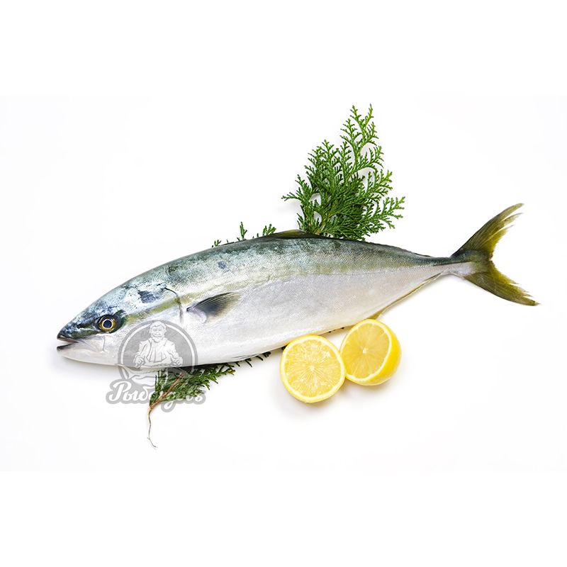 Тунец (лакедра) 1000-1350 (1/20) Корея