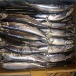 Сайра с/м 110-130 (1/10)