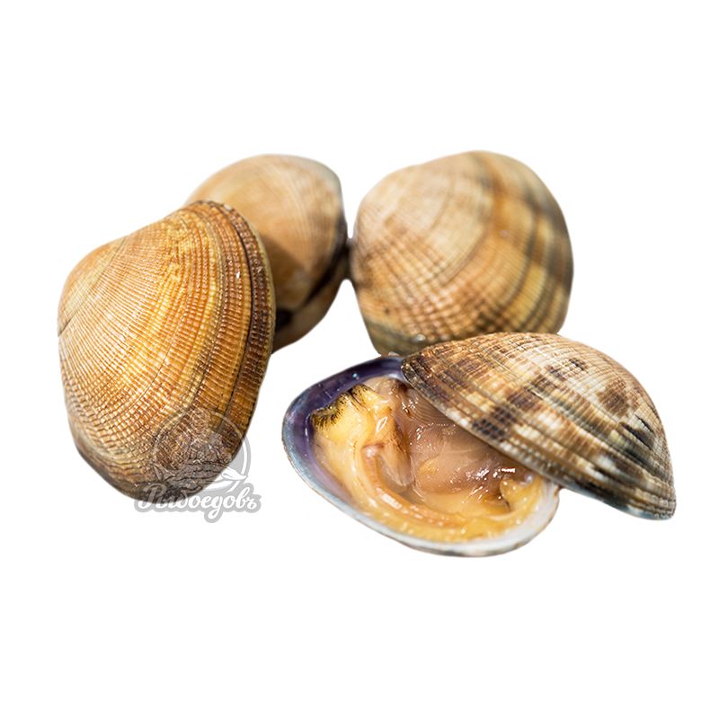 Мидии Вонголе живые дальневосточные