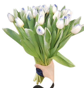 Букет №6 снежные тюльпаны