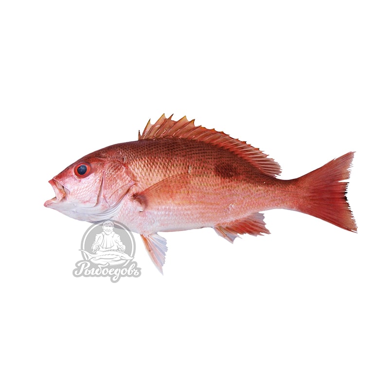 Луциан красный охлажденный  (Индийский океан) вес 1-2кг