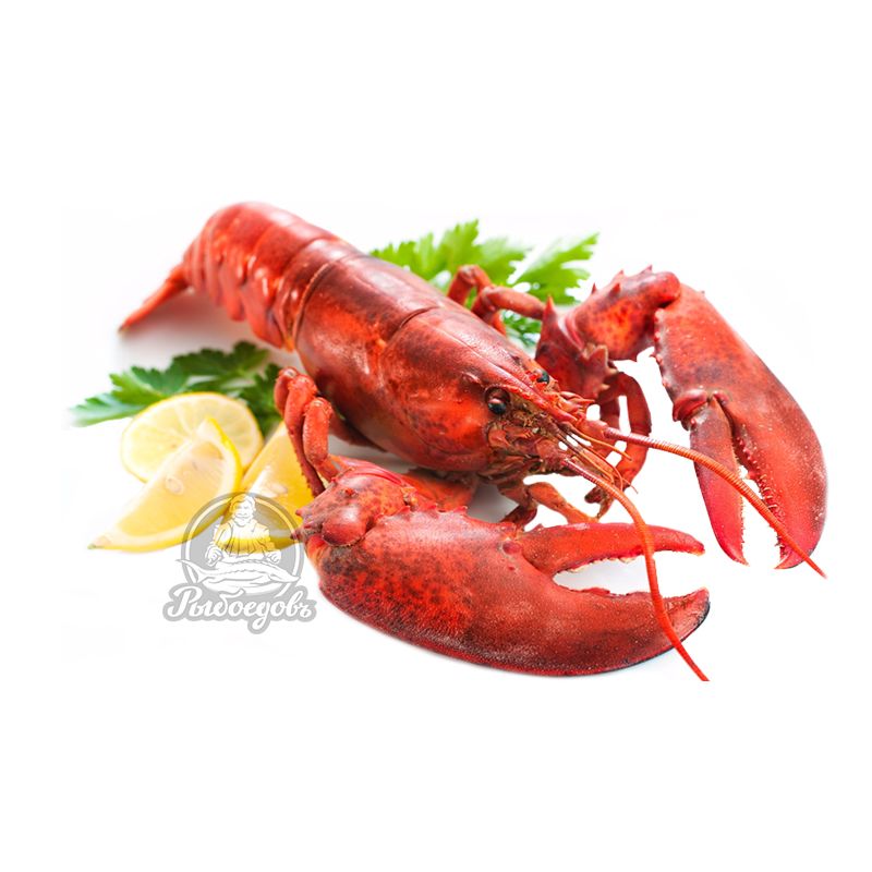 Раки живые  90-110 крупные Вареные под заказ (доставляем от 3кг)