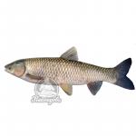 Белый Амур с/м (1/12)