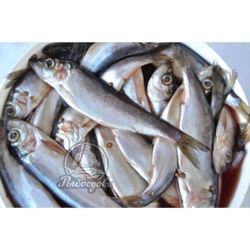 Килька Балтийская п/п (1/15)