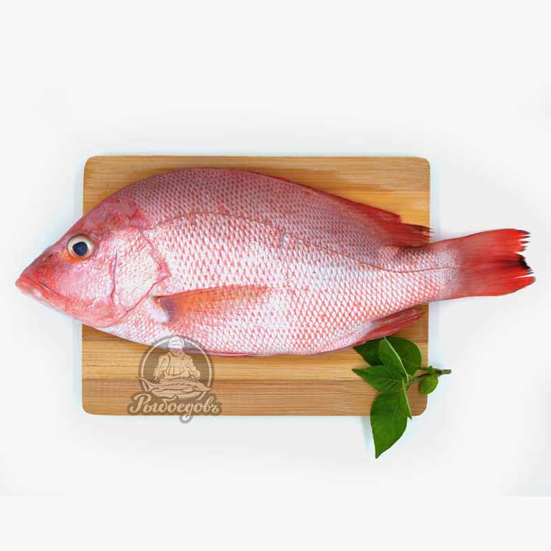 Ред снеппер (red snepper) охлажденный (Индийский океан) вес рыбы 1,5-2,5 кг