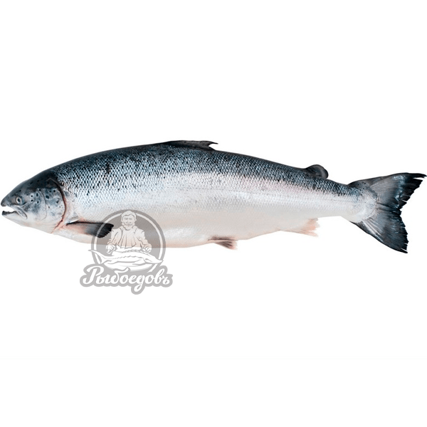 Лосось Premium 7-8кг (замороженный)