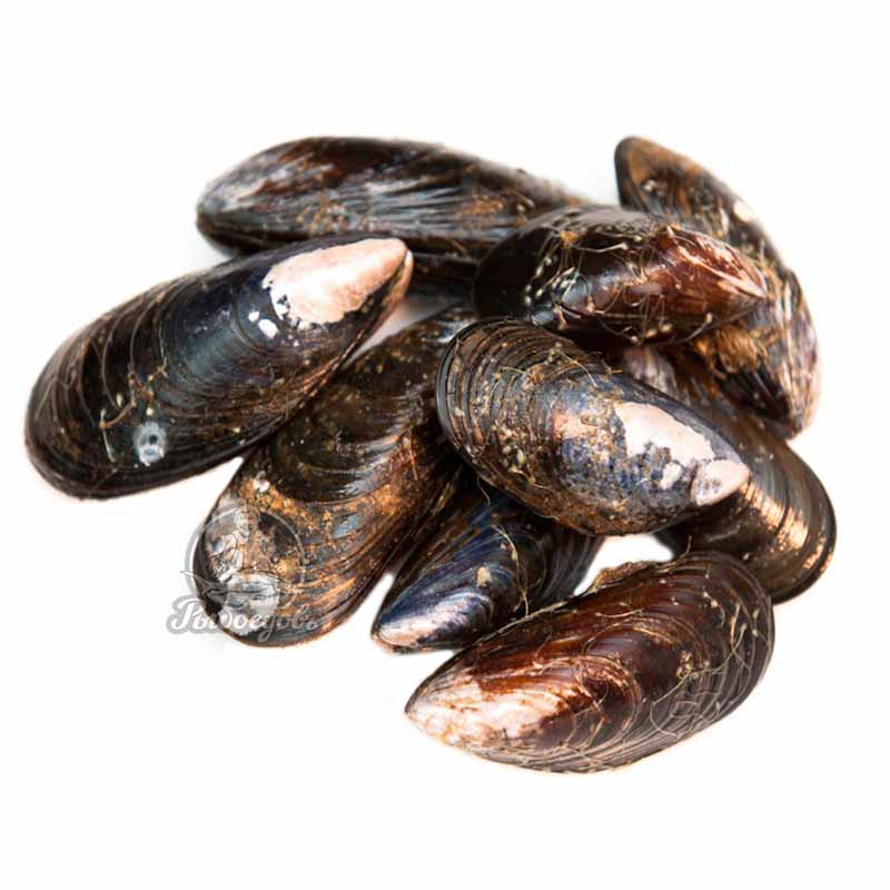 Мидии северные живые, Россия