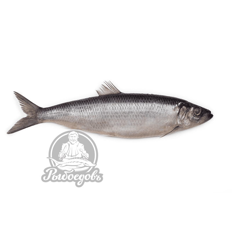 Сельдь слабосолёная 400-600гр Super (ПОСТУПЛЕНИЕ КАЖДОЕ УТРО!)