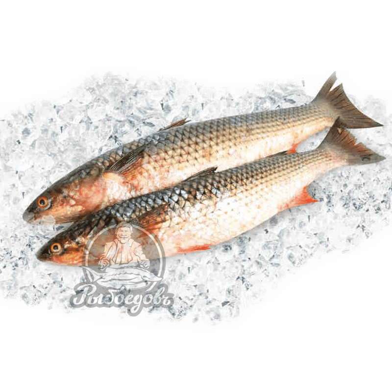 Кефаль охлажденная 2-3кг